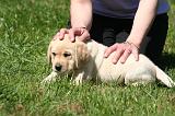LABRADOR 019